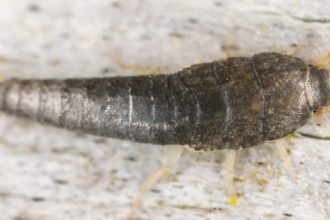 Why Would Silverfish Be In My House?  Uncover the Secrets