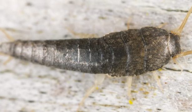 Why Would Silverfish Be In My House?  Uncover the Secrets