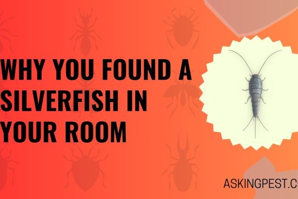 Why You Found a Silverfish in Your Room? Unveiling the Mystery!
