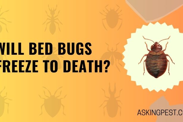 Will Bed Bugs Freeze to Death? A Comprehensive Guide for Pest Control