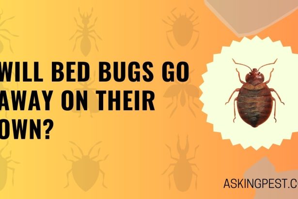 will bed bugs go away on their own