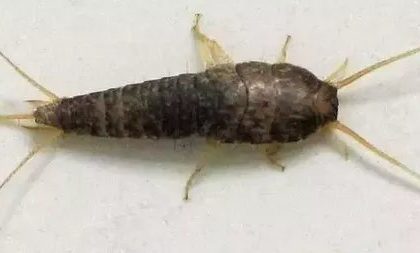 Will Silverfish Crawl on Me While I Sleep? Uncover the Truth