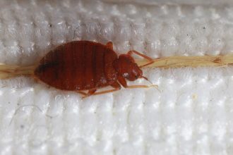 Would Bed Bugs Be in the Kitchen?