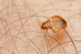 Would Bed Bugs Only Bite Once? Unveiling the Mystery