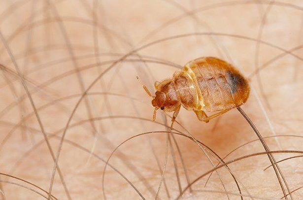 Would Bed Bugs Only Bite Once? Unveiling the Mystery