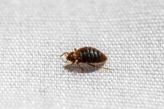 Would Bed Bugs Stay In One Room? A Comprehensive Guide!!!