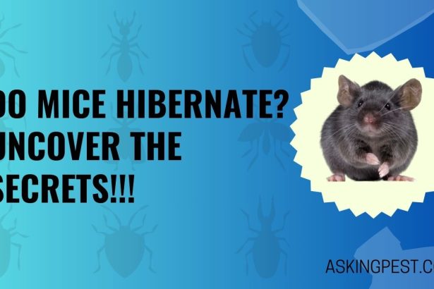 Do Mice Hibernate? Uncover the Secrets!!!