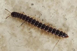 What Millipedes Tell You About Your Home and Health
