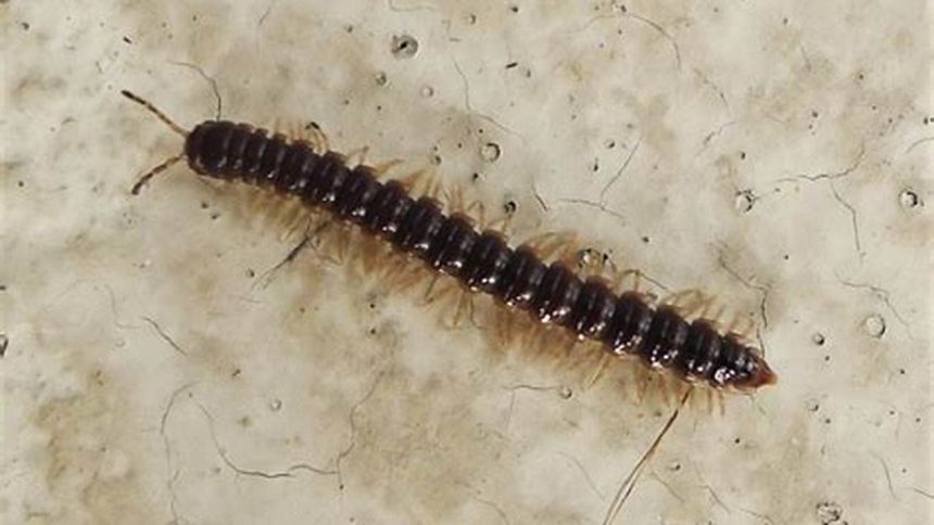 What Millipedes Tell You About Your Home and Health