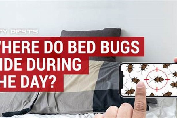 A Guide to Where Bed Bugs Hiding Spots Lurk During the Day