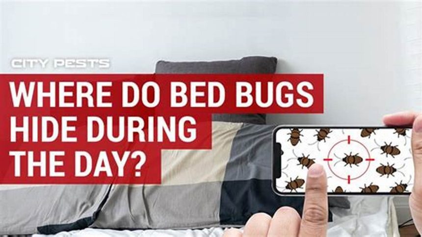 A Guide to Where Bed Bugs Hiding Spots Lurk During the Day