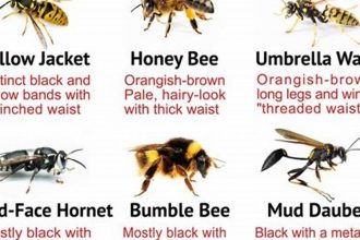 When Does the Pesky Wasp Season Finally End?