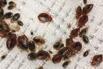 Unveiling Bed Bug Hideouts: A Guide to Effective Detection