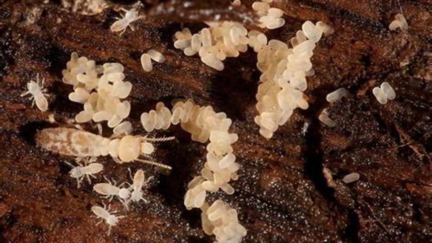Where Do Termites Lay Their Eggs?