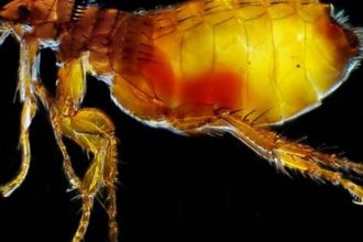 Knowing Flea Appearance: Guide to Their Look and Biology