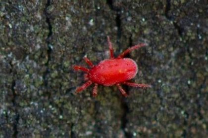 The Tiny Red Pests: Guide to Chigger Control