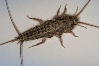 When Do Silverfish Invade: Understanding and Preventing Infestations
