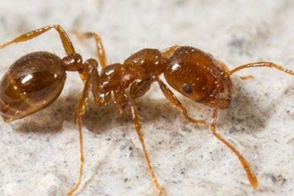 Guide to Ending Ant Season