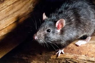 What are Palm Rats? A Guide to Dealing with this Common Pest