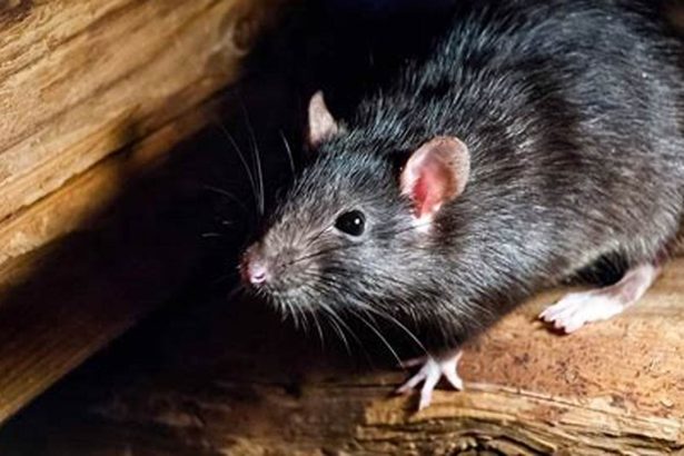 What are Palm Rats? A Guide to Dealing with this Common Pest