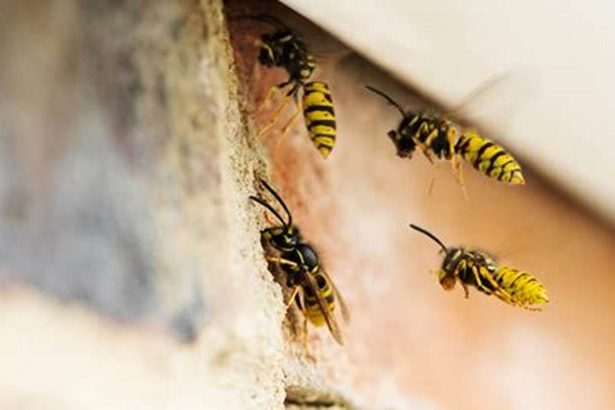 Wasp in Room? Guide to Removal and Prevention