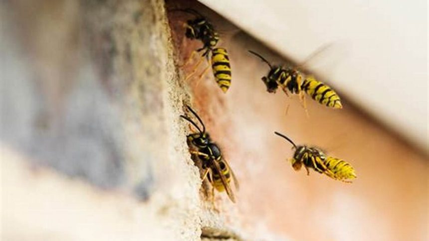 Wasp in Room? Guide to Removal and Prevention