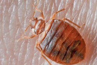 Where Do Bed Bugs Come From?