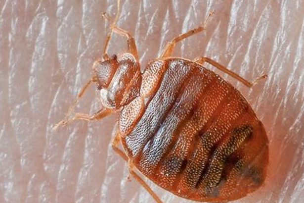 Where Do Bed Bugs Come From?