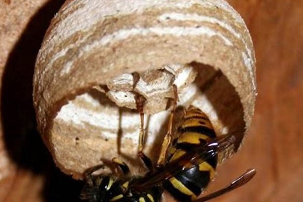 When Wasps Emerge From Their Winter Slumber