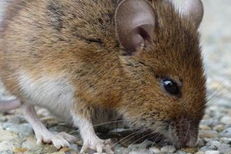 How to Keep Field Mice Out of Your Home