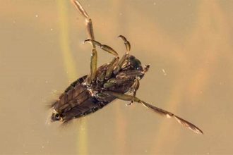 Guide to Identifying Bugs in Your Pool