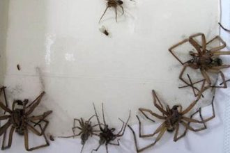 Causes of Spider Infestations: A Guide for Pest Control