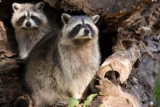 Raccoon Nests: Guide for Pest Control
