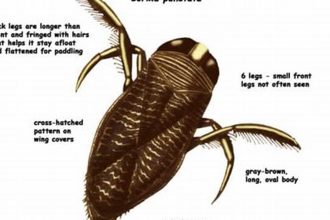 Water Bugs in Pools: Origins, Prevention, and Elimination