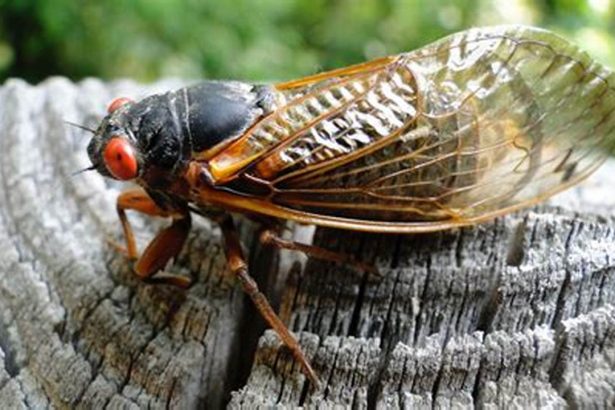 How to Identify Cicadas: Guide to Their Appearance