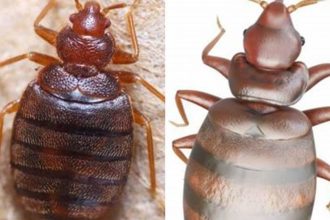 Guide to Identify and Manage Swallow Bugs