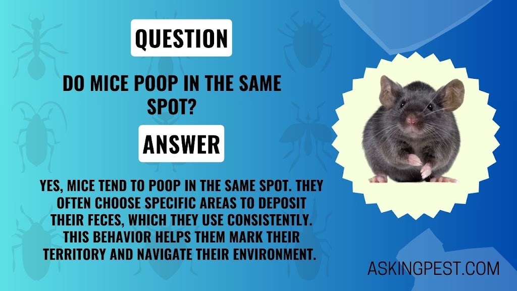 Do Mice Poop in the Same Spot? The Truth About Mice Latrines