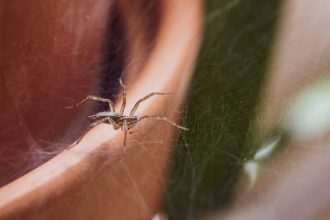 Pest Control: Guide to Spider Eradication