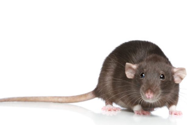 how many days can a mouse live without food