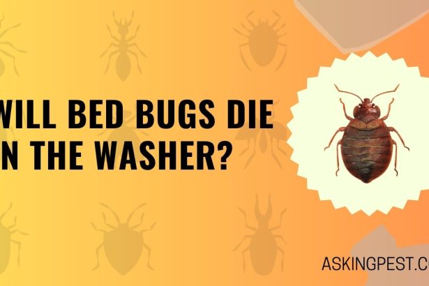 Will Bed Bugs Die in the Washer? A Comprehensive Guide