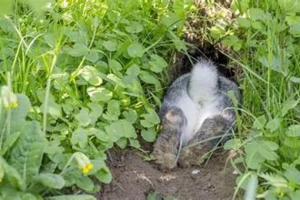 Uncover the Rabbit’s Mysterious Burrowing Habits