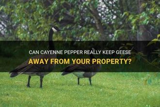 Will Cayenne Pepper Keep Geese Away? Learn How