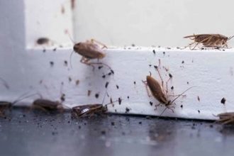 Why Cockroaches Invade: Heres Guide to Prevention and Control