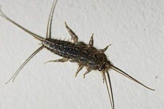 Why Did I Find a Silverfish in My House? Pest Control Guide