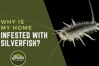 Why Silverfish Invade Your Home: Uncover the Secrets