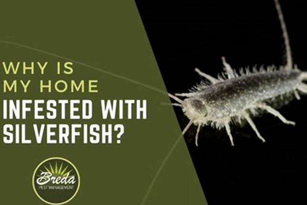 Why Silverfish Invade Your Home: Uncover the Secrets
