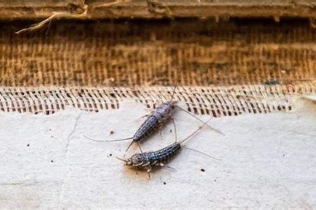 Why Did I Find a Silverfish in My Bedroom? Ultimate Pest Guide