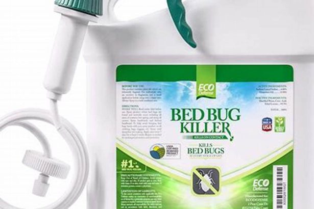 Best Bed Bug Medicine: Choosing the Right Treatment