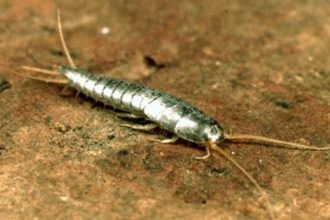 Guide to Search Where Silverfish Live Hiding Heaven