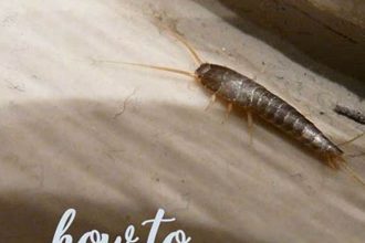 Who to Call to Get Rid of Silverfish: Guide for Effective Pest Control
